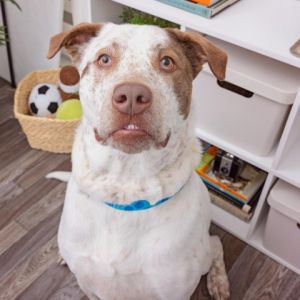Meet Canelo This young boy is so full of life and is happiest when he gets to snuggle on the