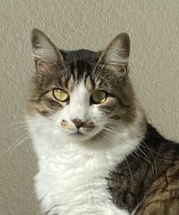 Nebula, Adult Female unknown