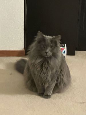 Walker, Adult Male Domestic Long Hair