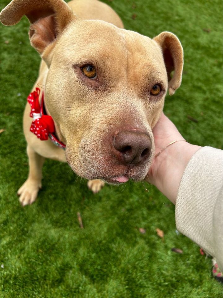 Dog for adoption Barbie a Labrador Retriever Mix in Greenbelt