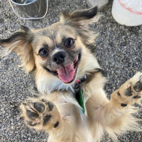 Blaze, an adoptable Pekingese, Papillon in San Pablo, CA, 94803 | Photo Image 1