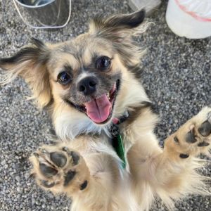 Blaze, Adult Male Pekingese