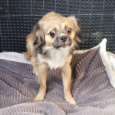 Blaze, an adoptable Pekingese, Papillon in San Pablo, CA, 94803 | Photo Image 2