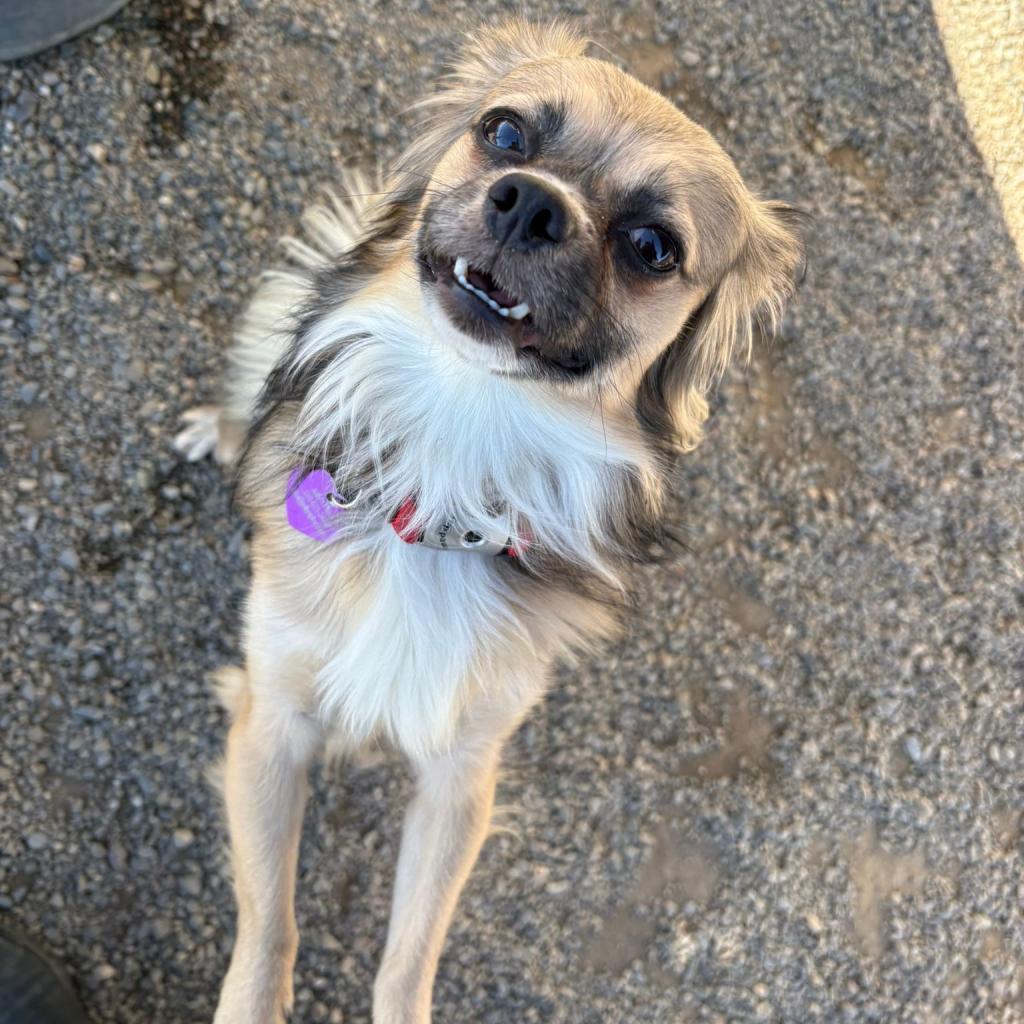 Blaze, an adoptable Pekingese, Papillon in San Pablo, CA, 94803 | Photo Image 2