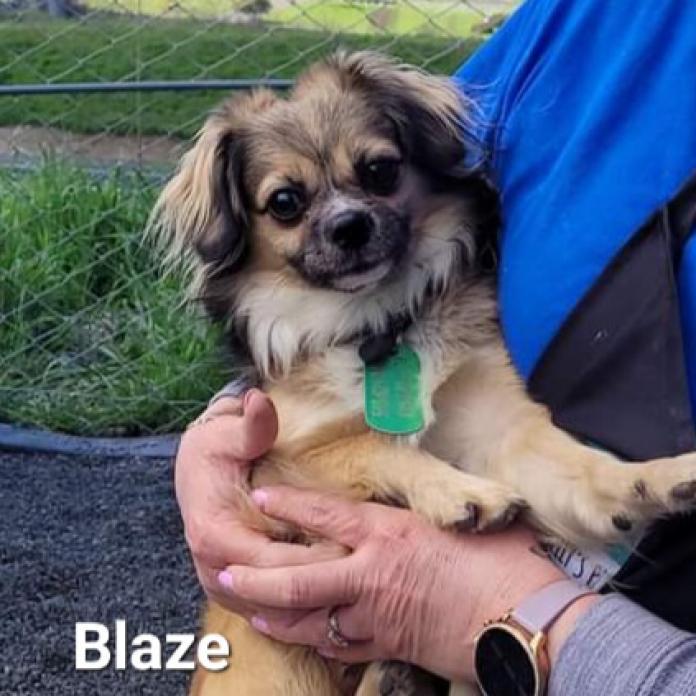 Blaze, an adoptable Pekingese, Papillon in San Pablo, CA, 94803 | Photo Image 3