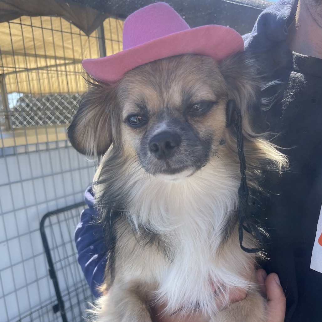 Blaze, an adoptable Pekingese, Papillon in San Pablo, CA, 94803 | Photo Image 4