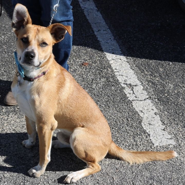 Whippet australian store cattle dog mix