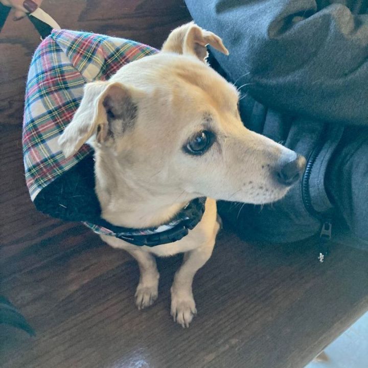 Pascal, an adoptable Chihuahua Mix in Oklahoma City, OK_image-4