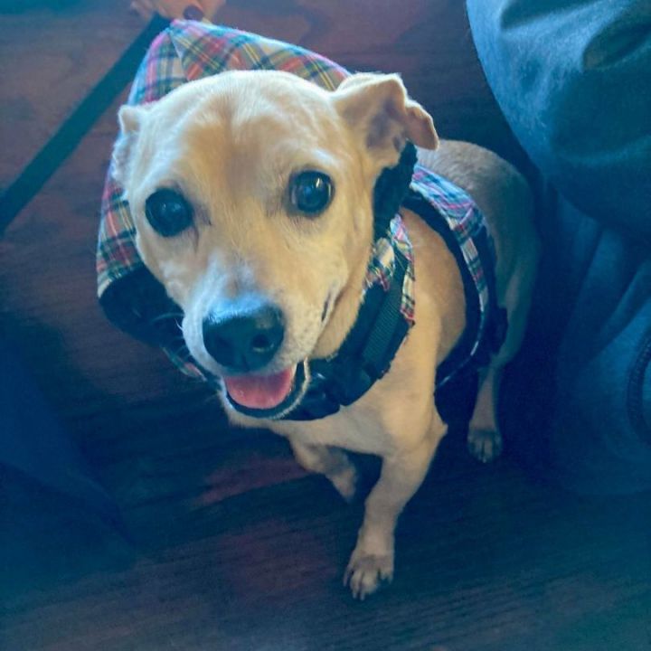 Pascal, an adoptable Chihuahua Mix in Oklahoma City, OK_image-1