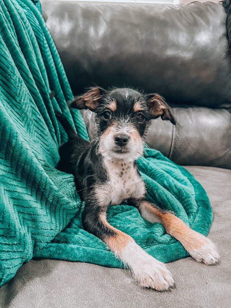 Dog for adoption Curly, a Jack Russell Terrier Mix in Goodyear, AZ