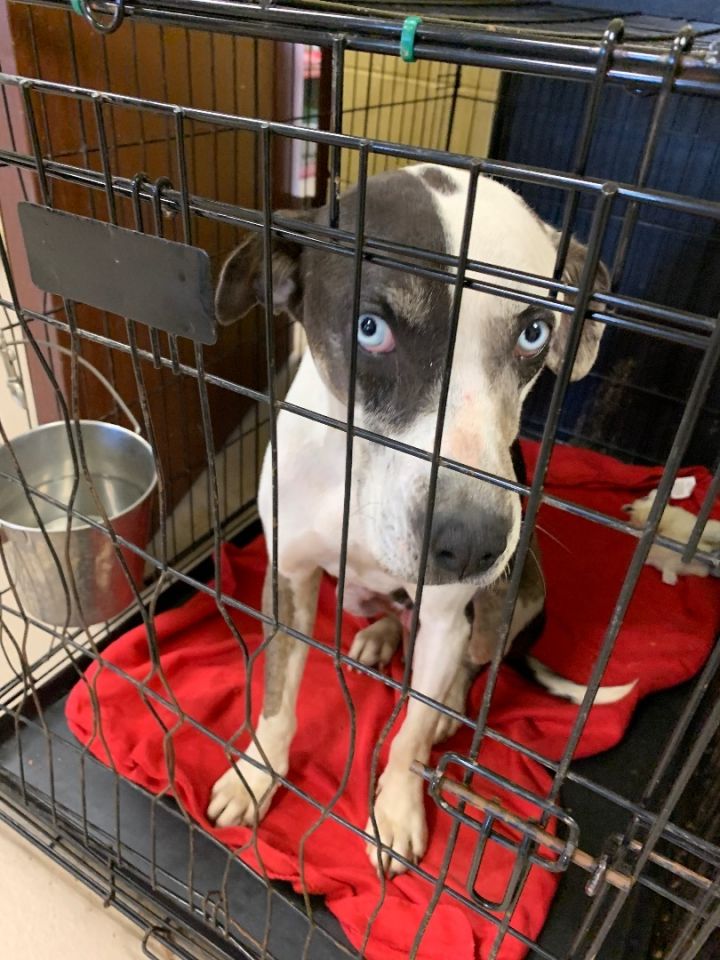 Dog for adoption DOTTIE (Spayed!), a Catahoula Leopard Dog in