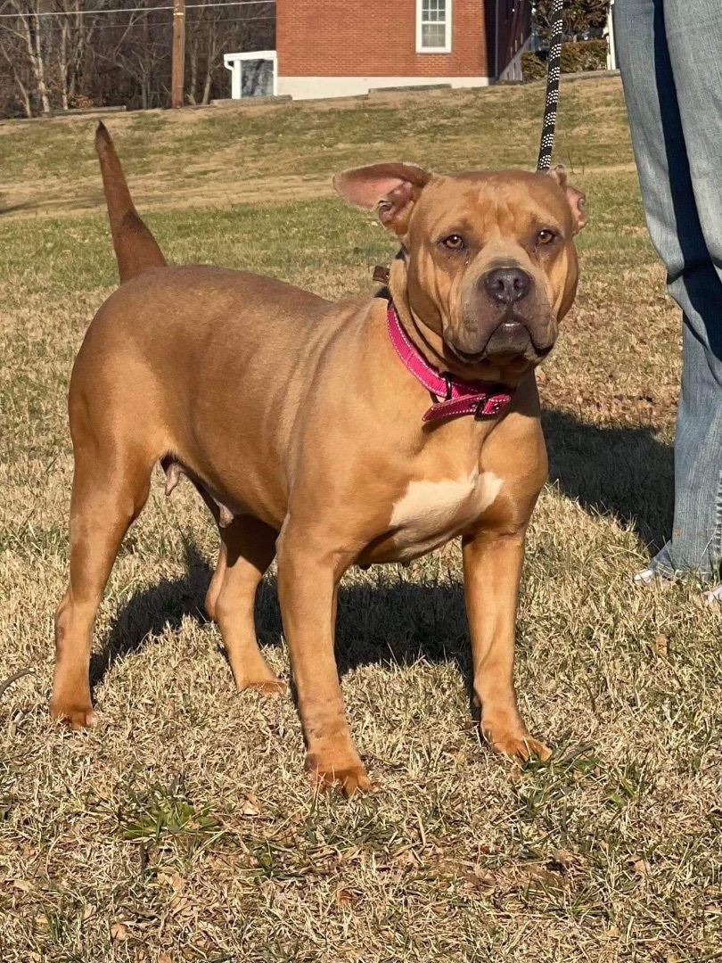 Valentina, an adoptable American Bully in Upper Rawdon, NS, B0N 2N0 | Photo Image 2