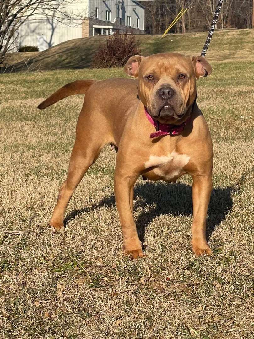 Valentina, an adoptable American Bully in Upper Rawdon, NS, B0N 2N0 | Photo Image 3