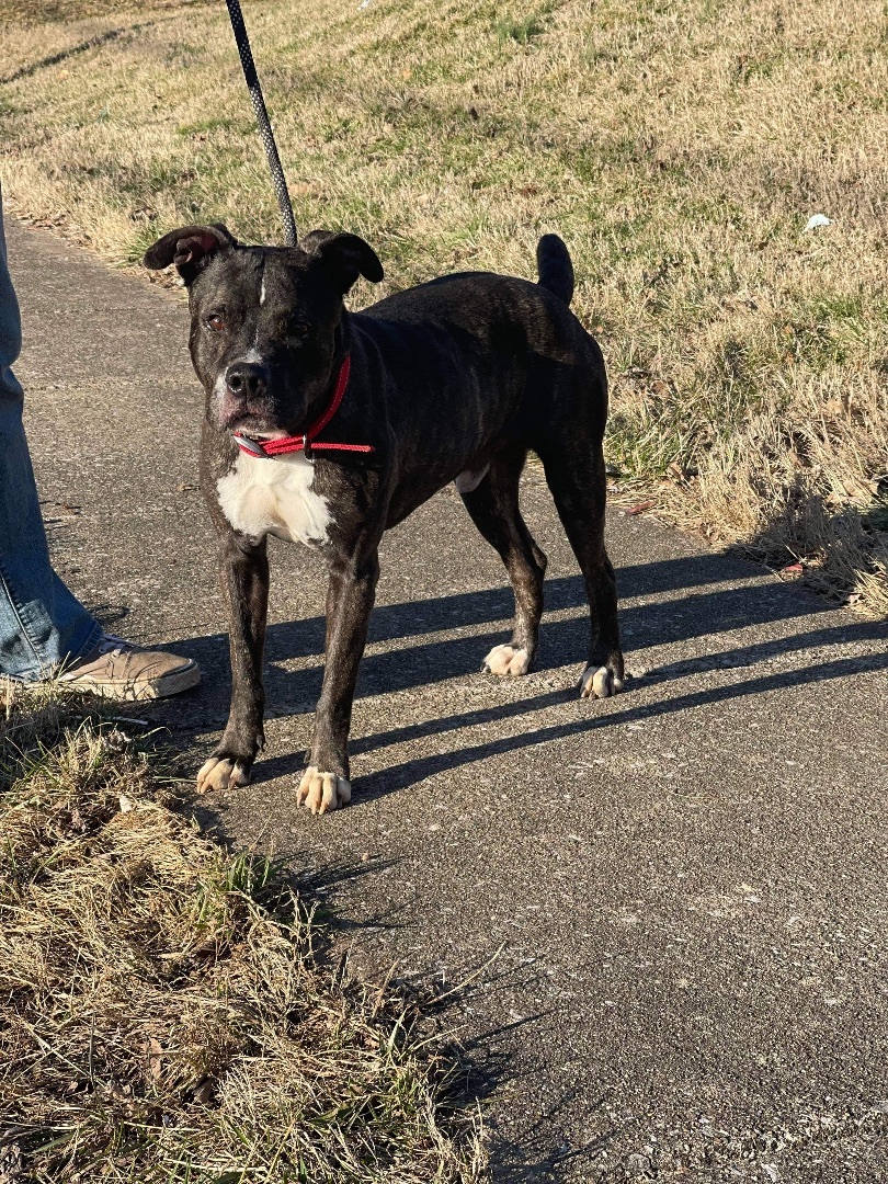 Hank, an adoptable Mountain Cur, Boxer in Upper Rawdon, NS, B0N 2N0 | Photo Image 1