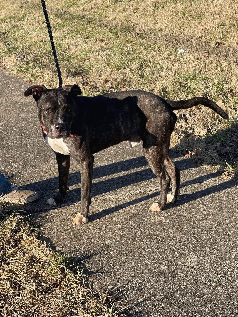 Hank, an adoptable Mountain Cur, Boxer in Upper Rawdon, NS, B0N 2N0 | Photo Image 2