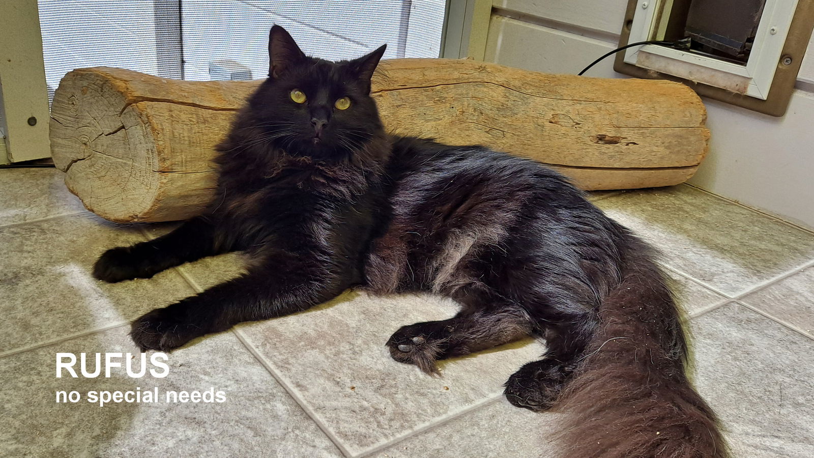 Rufus, an adoptable Domestic Long Hair in Santa Rosa, CA, 95404 | Photo Image 1