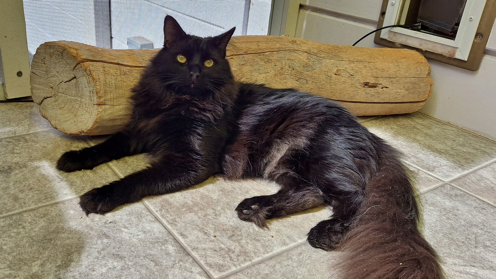 Rufus, an adoptable Domestic Long Hair in Santa Rosa, CA, 95404 | Photo Image 2