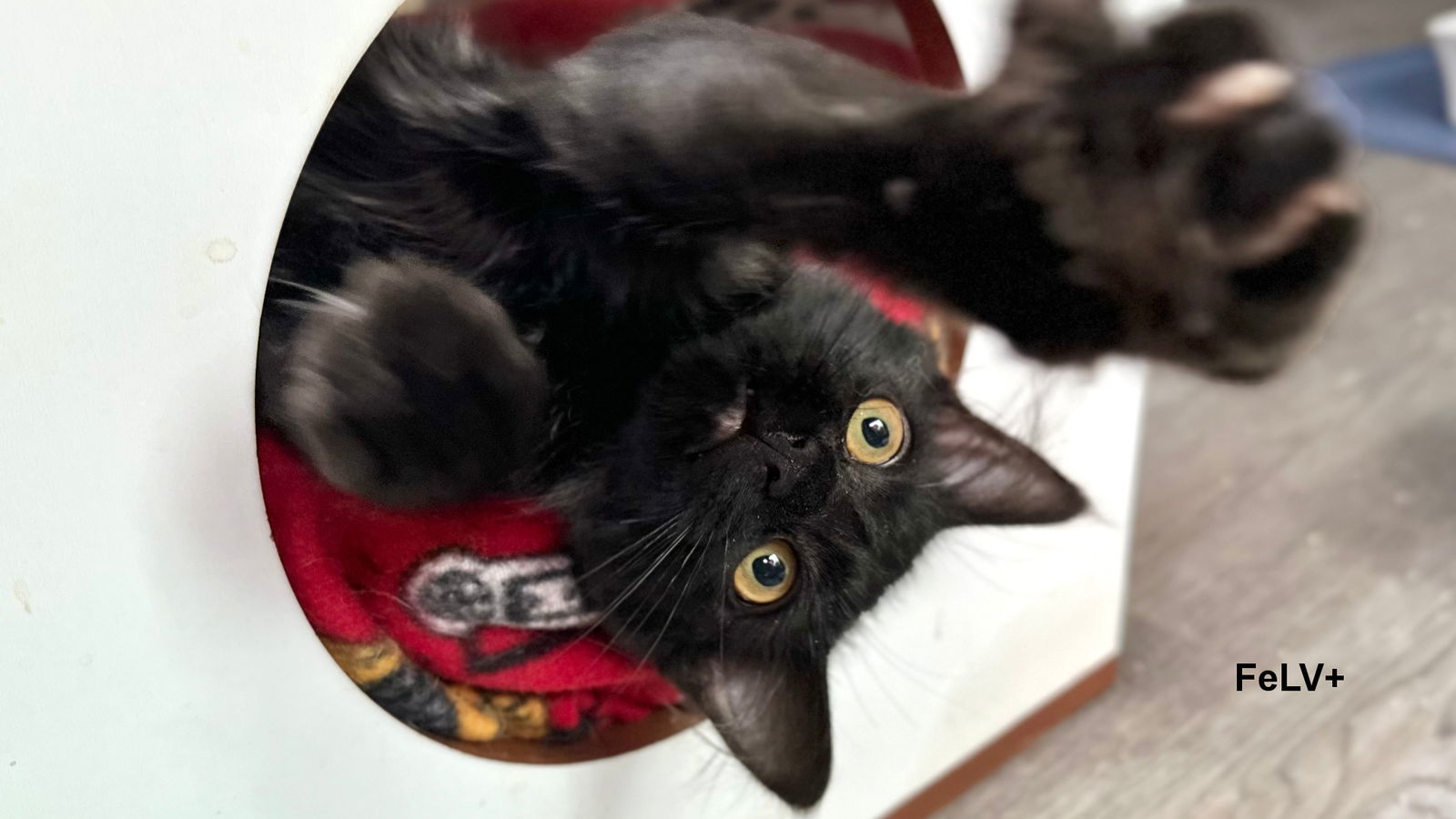 Rufus, an adoptable Domestic Long Hair in Santa Rosa, CA, 95404 | Photo Image 3