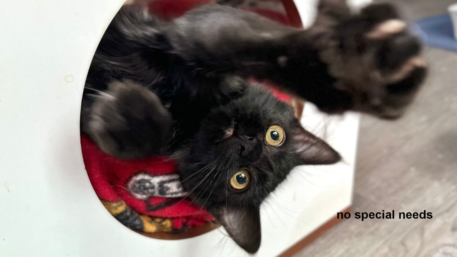 Rufus, an adoptable Domestic Long Hair in Santa Rosa, CA, 95404 | Photo Image 3