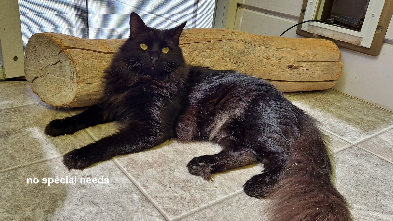 Rufus, an adoptable Domestic Long Hair in Santa Rosa, CA, 95404 | Photo Image 3