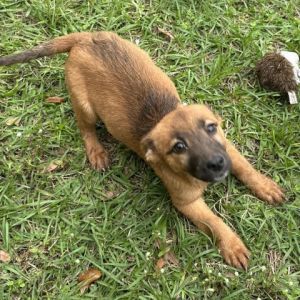 Dog for adoption - Kilo, an Alaskan Malamute Mix in Titusville, FL