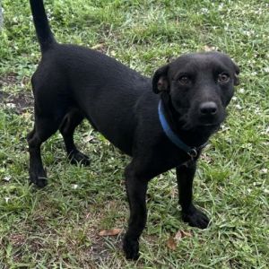 Dog for adoption - Kilo, an Alaskan Malamute Mix in Titusville, FL