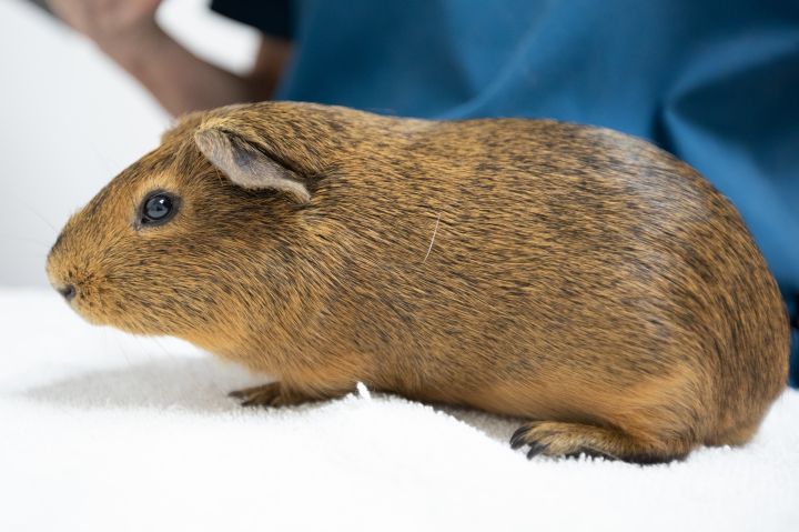 Is kale ok for guinea pigs sales