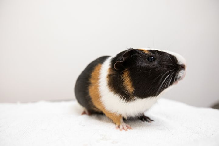 Can guinea clearance pigs have spinach