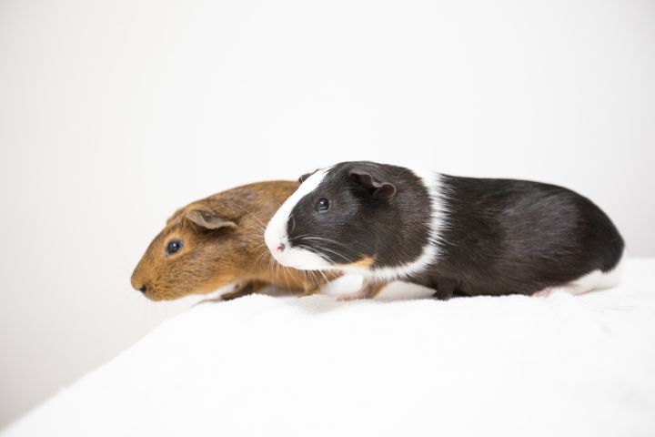 Guinea pig outlet spinach