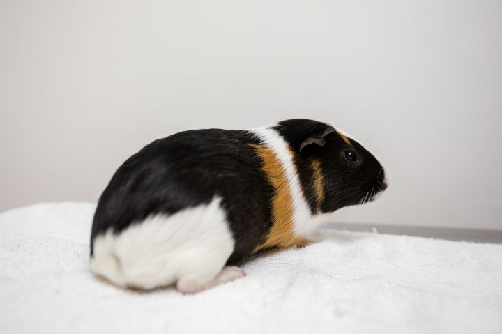 Is spinach ok for guinea pigs sales