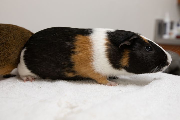 Guinea pig outlet spinach