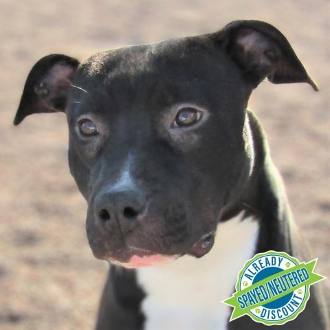 Jersey, an adoptable Mixed Breed in Las Cruces, NM, 88012 | Photo Image 1