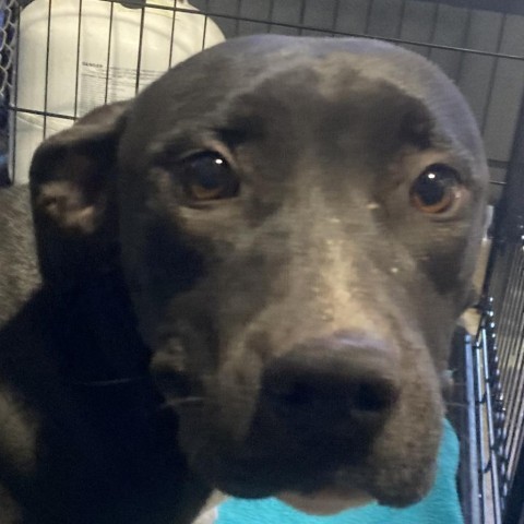 Jersey, an adoptable Mixed Breed in Las Cruces, NM, 88012 | Photo Image 3