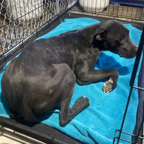 Jersey, an adoptable Mixed Breed in Las Cruces, NM, 88012 | Photo Image 4