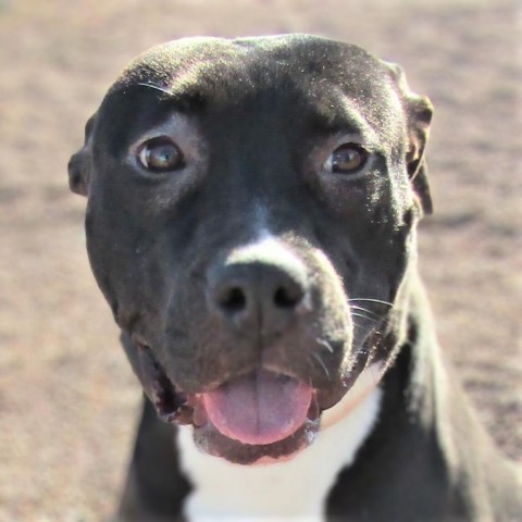 Jersey, an adoptable Mixed Breed in Las Cruces, NM, 88012 | Photo Image 5
