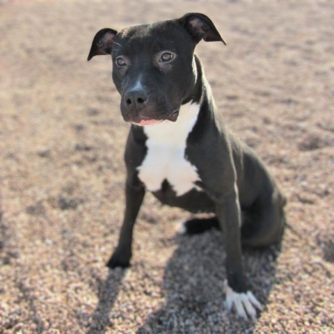 Jersey, an adoptable Mixed Breed in Las Cruces, NM, 88012 | Photo Image 6