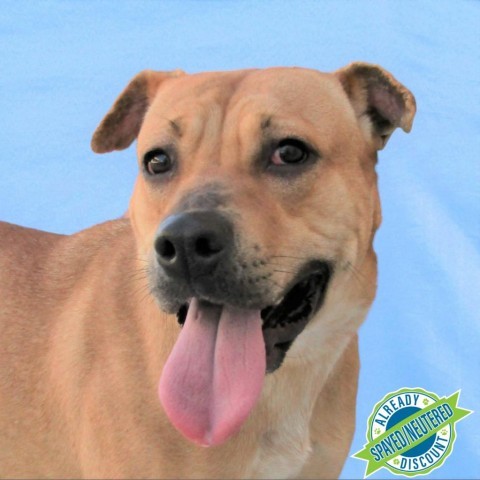 Darla, an adoptable Mixed Breed in Las Cruces, NM, 88012 | Photo Image 1
