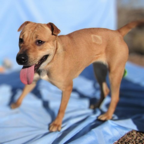 Darla, an adoptable Mixed Breed in Las Cruces, NM, 88012 | Photo Image 6