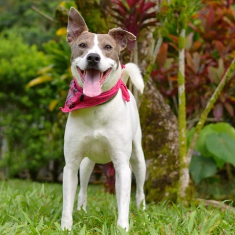 Bonnie, an adoptable Mixed Breed in Kailua Kona, HI, 96740 | Photo Image 1