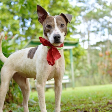 Bonnie, an adoptable Mixed Breed in Kailua Kona, HI, 96740 | Photo Image 2