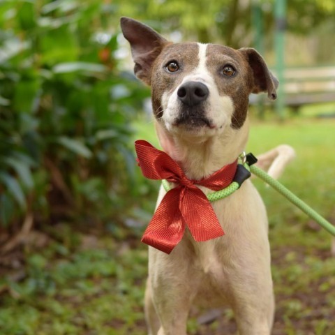 Bonnie, an adoptable Mixed Breed in Kailua Kona, HI, 96740 | Photo Image 3