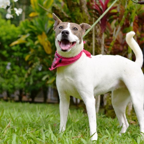 Bonnie, an adoptable Mixed Breed in Kailua Kona, HI, 96740 | Photo Image 4