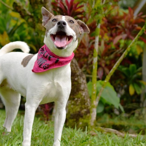 Bonnie, an adoptable Mixed Breed in Kailua Kona, HI, 96740 | Photo Image 5