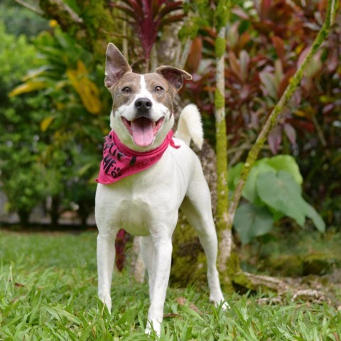 Bonnie, an adoptable Mixed Breed in Kailua Kona, HI, 96740 | Photo Image 6