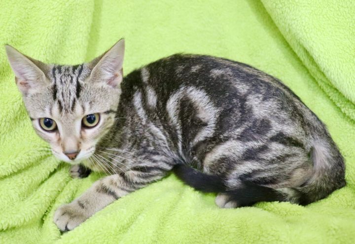 Peanut, an adoptable Tabby Mix in Saint Augustine, FL_image-3