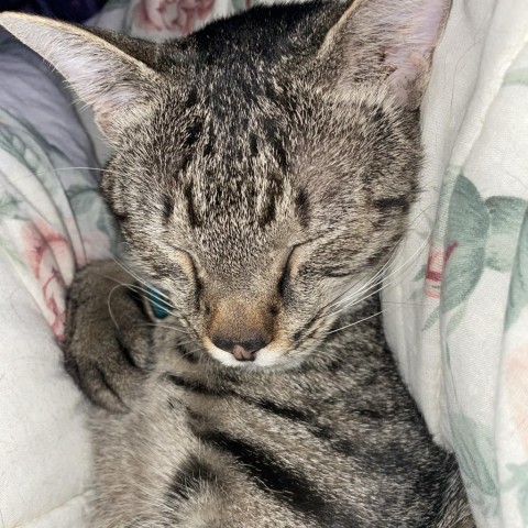 Carl, an adoptable Domestic Short Hair in Bismarck, ND, 58507 | Photo Image 1