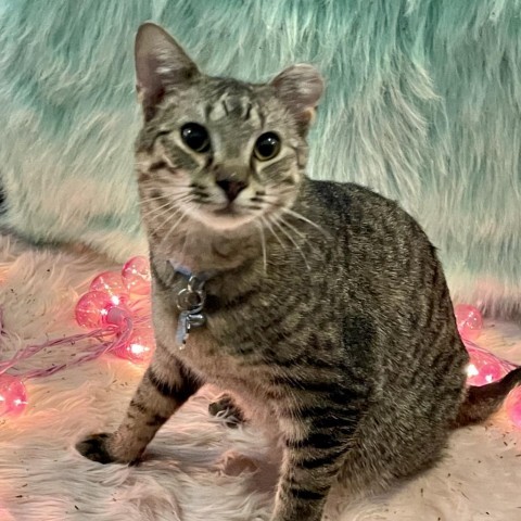 Carl, an adoptable Domestic Short Hair in Bismarck, ND, 58507 | Photo Image 6