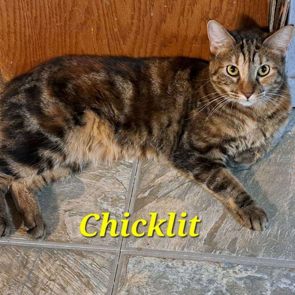 Chicklet (call 602.628.9990)