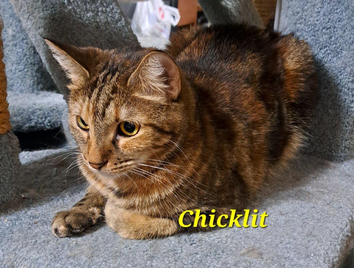 Chicklet (call 602.628.9990)