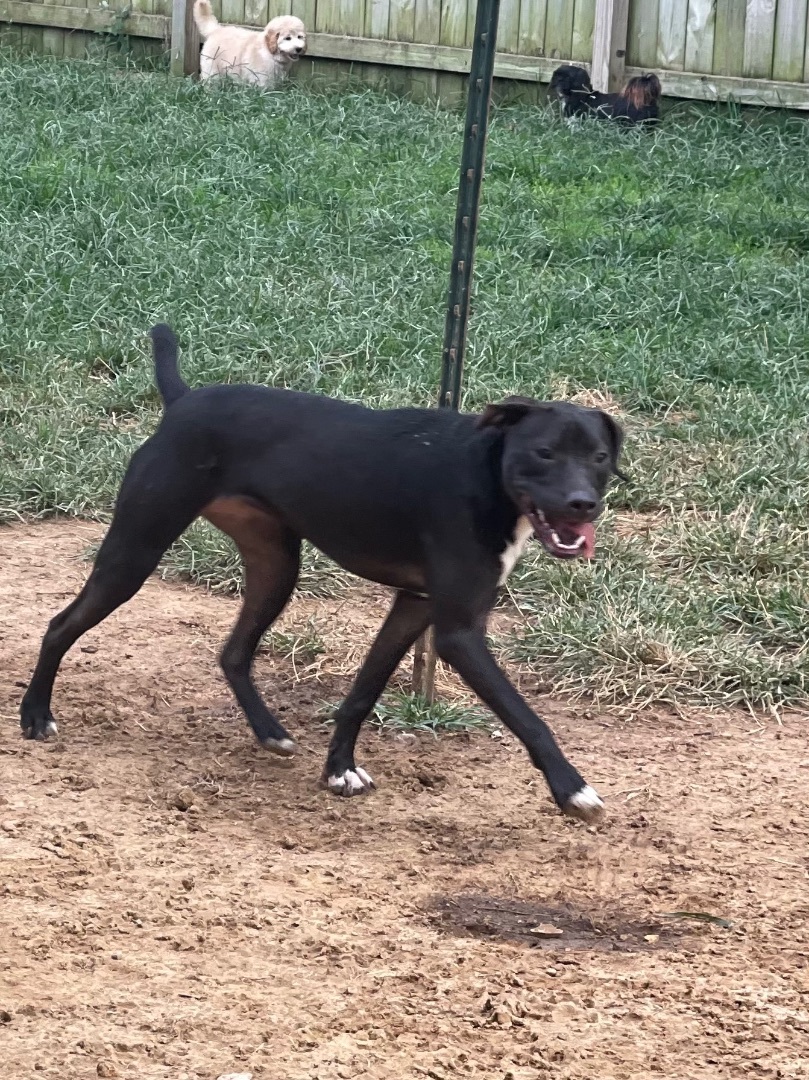 Mcnubbins , an adoptable Boxer in Upper Rawdon, NS, B0N 2N0 | Photo Image 1